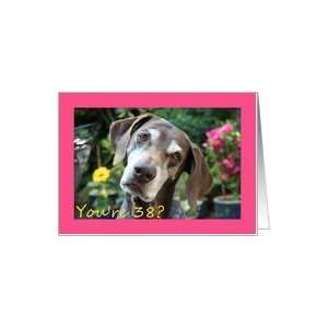  38th Birthday card, German Shorthaired Pointer Card: Toys 