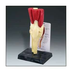 Anatomical Chart Company   Muscled Knee Joint Model  