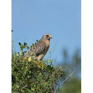Red Shouldered Hawk, South Florida, United States of America, North 