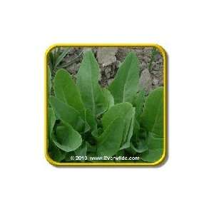  1/4 Lb   Amish Deer Tongue   Bulk Leaf Lettuce Seeds 
