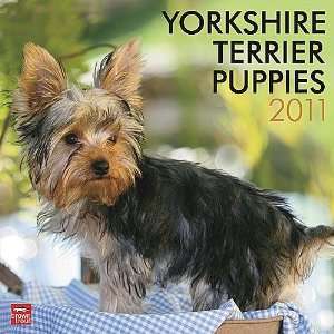  Yorkshire Terrier Puppies 2011 Wall Calendar: Office 