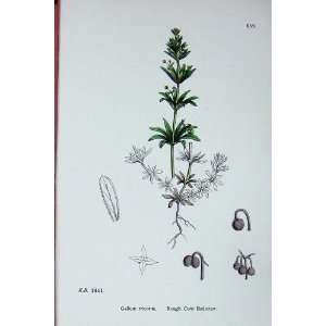  Botany Plants C1902 Rough Corn Bedstraw Galium Tricorne 