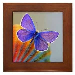  Framed Tile Xerces Purple Butterfly 