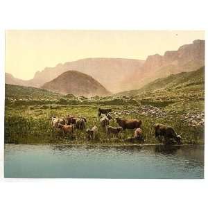  Photochrom Reprint of Thirsty cattle, England: Home 