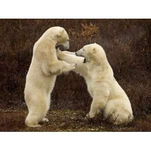 Two Polar Bears Play Fighting, Churchill, Hudson Bay, Canada Stretched 