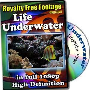   Life   Royalty Free Video Footage High Definition Collection