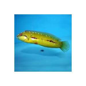  Novaculichthys macrolepidotus Seagrass Wrasse