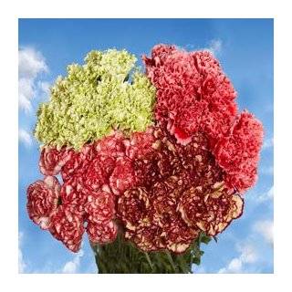   Fresh Flowers & Indoor Plants › Fresh Cut Flowers › Carnations