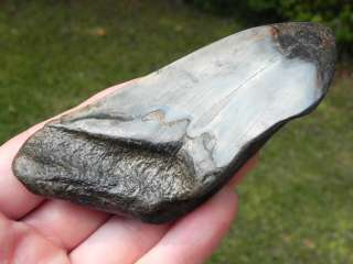 75e Megalodon fossil shark tooth KILLER WHALE HUNTER  