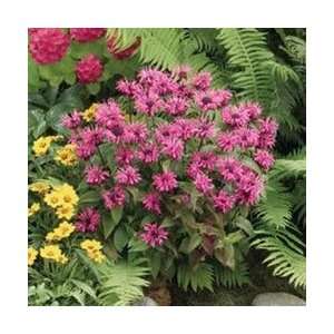  Bee Balm   Pink Lace Perennial Flower: Patio, Lawn 