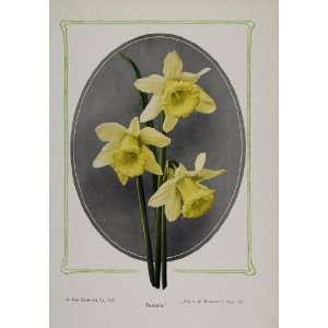   Daffodil Narcissus Spring Flower Bulb   Original Print: Home & Kitchen