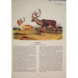  Caribou Buck Color Animal Quadruped Audubon Print
