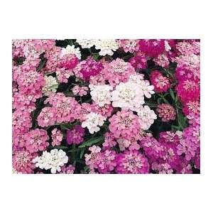    Candytuft, Tall Mix Seed   1oz Seed Packet: Patio, Lawn & Garden