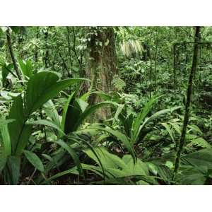  Tropical Rainforest Interior, Carara Natural Reserve, Costa 