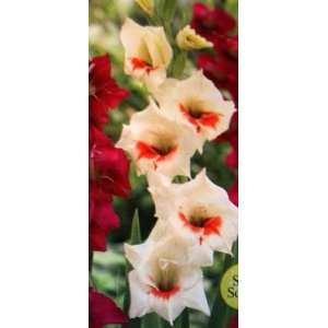  5 Perennial Kitty Gladiolus Flower Bulbs, RARE Patio 
