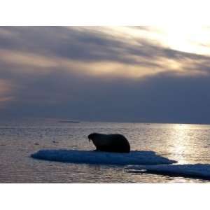  Atlantic walrus living on the pack ice in Foxe Basin Animal 