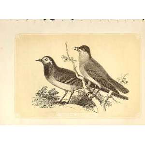  Wagtail & Blackcap 1860 Coloured Engraving Birds