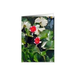  red flowers,white & green lily pads Card: Health 
