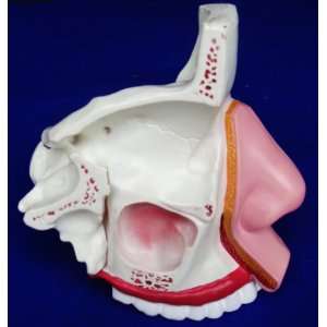  Model Anatomy Professional Medical Nasal Cavity Model IT 