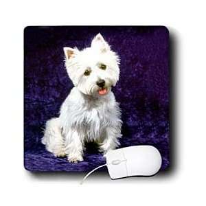   Dogs West Highland Terrier   Westie   Mouse Pads: Electronics