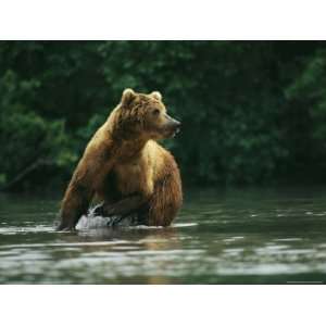 A Brown Bear Splashing in Water as it Hunts Salmon Premium 