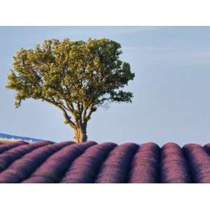  Lavender Field, Plateau De Valensole, Provence, France 