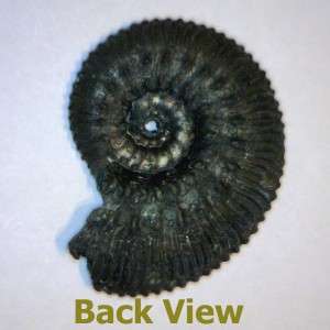 Rare Pyrited Ammonite Russian Fossil Specimen 30 x 25mm Fools Gold 31 