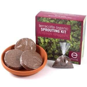   Terracotta Organic Italian Arugula Sprouting Kit