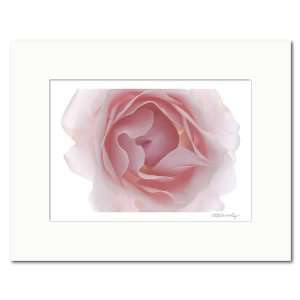  Matted photograph: Light Pink Rose. Size: 14 x 11 inches 