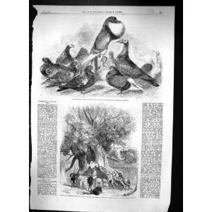  1862 Prize Pigeons Show Halifax Kaempfer Camphor Tree Kiu 