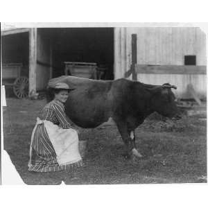  Woman milking a cow,farming,ranch,c1901