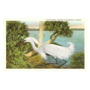Snowy Egret, Florida Premium Poster Print, 12x18