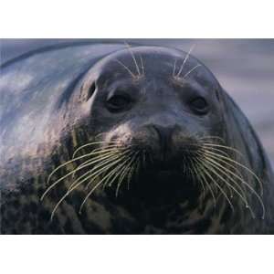  Harbor Seal, Sea Lions & Seals Note Card, 7x5: Home 