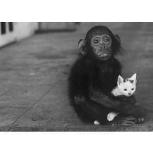 Baby chimpanzee holding a kitten Greeting Cards