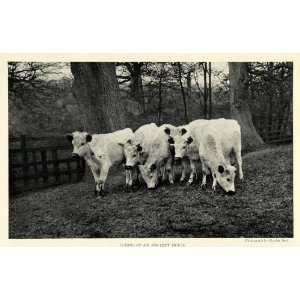  1925 Print Cadzow Calves Cow Animal Farm Charles Reid Wild 
