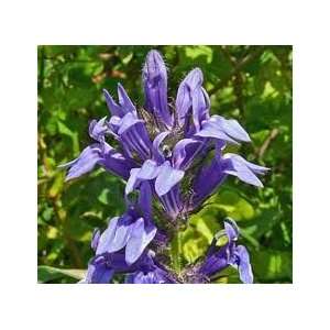  Giant Blue Lobelia siphilitica  HARDY 15 seeds Patio 