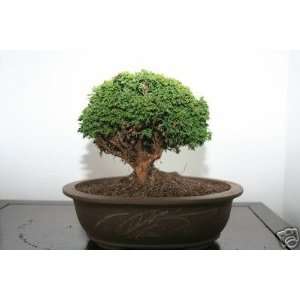   CYPRESS BONSAI TREE. GREAT CANOPY  Grocery & Gourmet Food