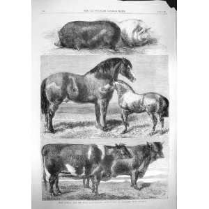   1862 PRIZE ANIMALS ROYAL AGRICULTURAL BATTERSEA PARK