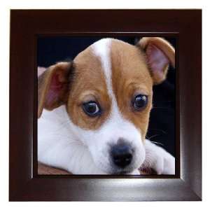  Jack Russell Puppy Dog 3 Framed Tile G0703: Everything 