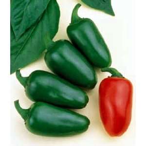  Jalapa Pepper 4 Plants   Salsa/Pickling Patio, Lawn 