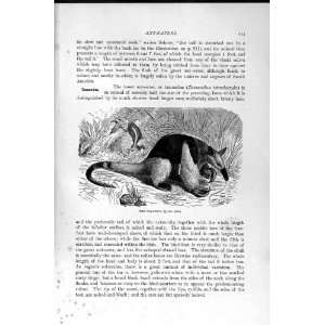   NATURAL HISTORY 1894 95 ANT EATERS TAMANDUA TWO TOED