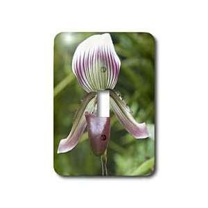  VWPics Flowers   Orchid.(Paphiopedilum callosum).National 