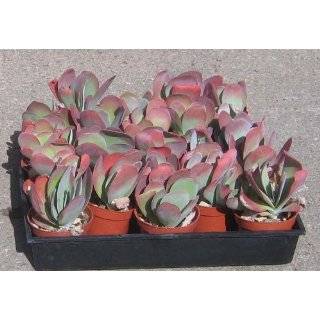  Kalanchoe Thrysifolia Flap Jacks: Explore similar items