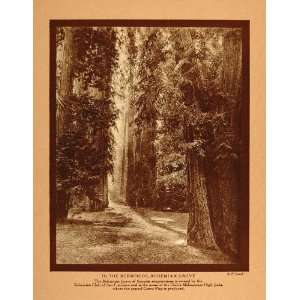  1911 Print California Bohemian Grove Redwoods Sewell 