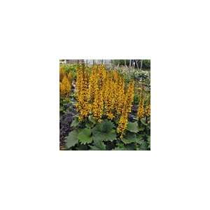  Ligularia Bottle Rocket PPAF Perennial Plant Patio 