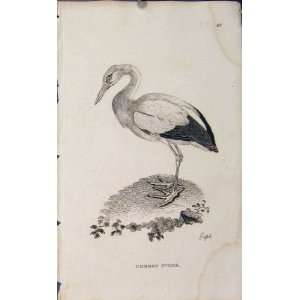 Birds Engraving Copper Art Antique Print Common Stork:  