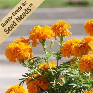  200 Seeds, African Marigold Hawaii (Tagetes erecta 