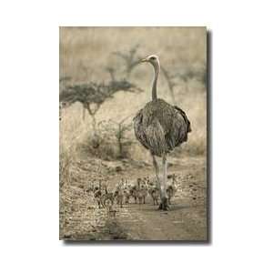  Ostrich Nairobi National Park Kenya Giclee Print: Home 