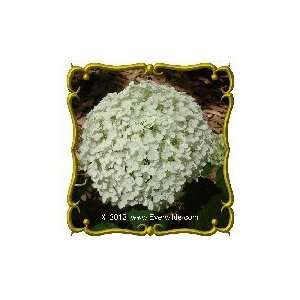  1 Oz   Wild Hydrangea Bulk Wildflower Seeds Patio, Lawn & Garden