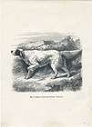 ANTIQUE Dog Print 1892 Llewellin English Setter Dog  